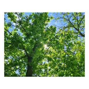 Looking Up at Green Leaves and Blue Sky - Romania Photo Print