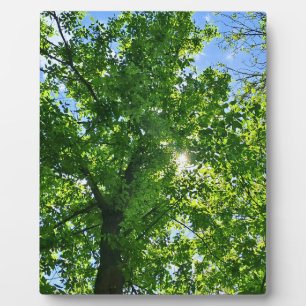 Looking Up at Green Leaves and Blue Sky - Romania Plaque