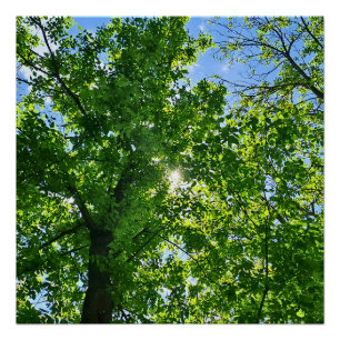 Looking Up at Green Leaves and Blue Sky - Romania Poster