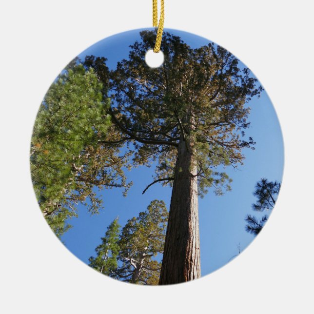 Looking Up at Mariposa Grove Ceramic Ornament (Front)