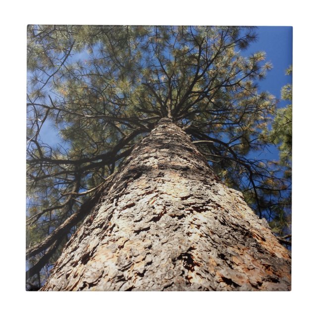 Looking up at the Sky through Pine Boughs Tile (Front)