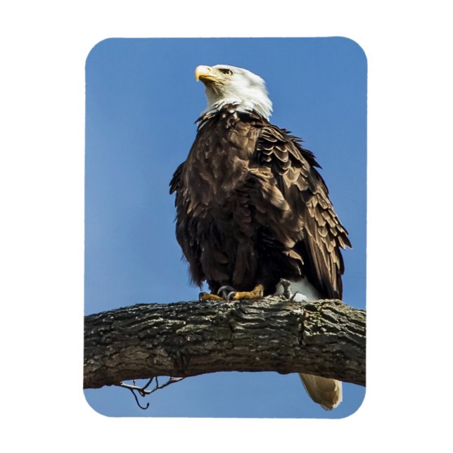 Looking Up Magnet (Vertical)