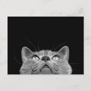 Looking up - Postcard