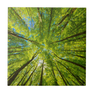 Looking up through green tree leaves ceramic tile