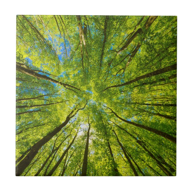 Looking up through green tree leaves ceramic tile (Front)