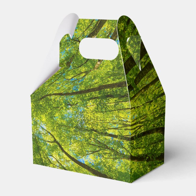 Looking up through green tree leaves favour box (Front Side)