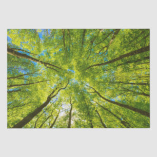 Looking up through green tree leaves tissue paper
