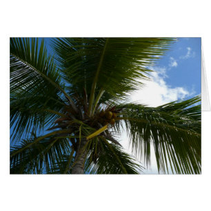 Looking Up to Coconut Palm Tree Tropical Nature