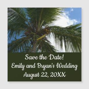 Looking Up to Coconut Palm Tree Tropical Nature