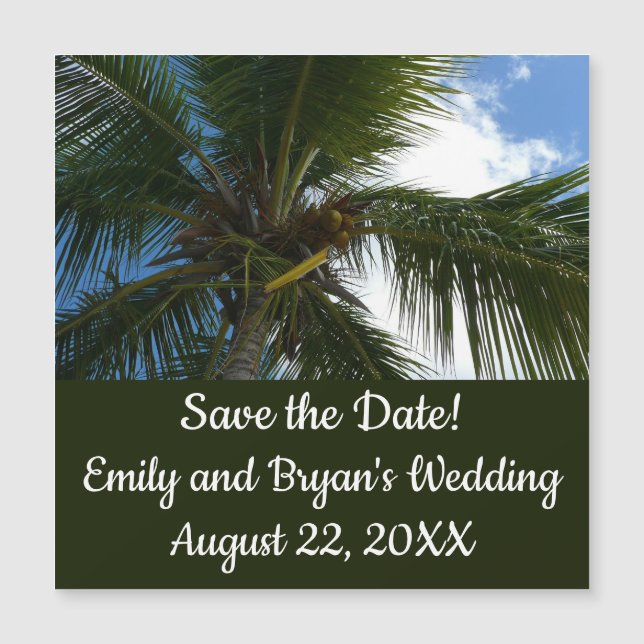 Looking Up to Coconut Palm Tree Tropical Nature (Front)