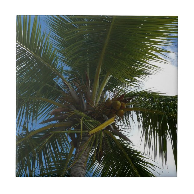 Looking Up to Coconut Palm Tree Tropical Nature Ceramic Tile (Front)