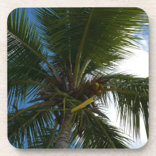 Looking Up to Coconut Palm Tree Tropical Nature Coaster