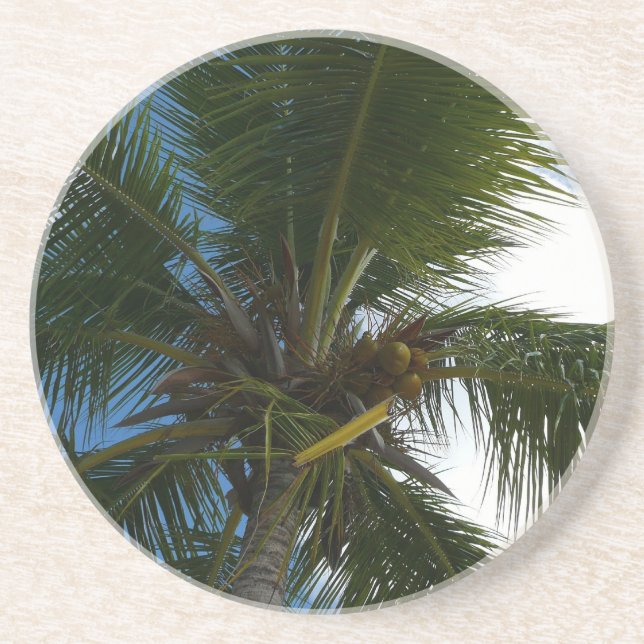 Looking Up to Coconut Palm Tree Tropical Nature Coaster (Front)