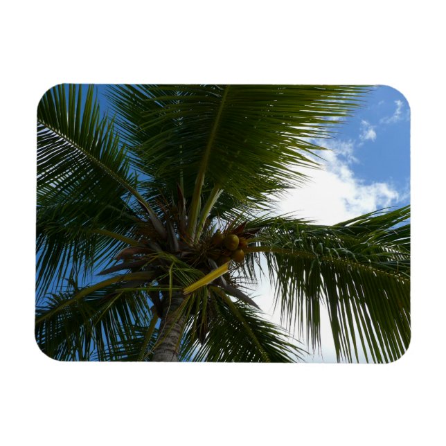 Looking Up to Coconut Palm Tree Tropical Nature Magnet (Horizontal)