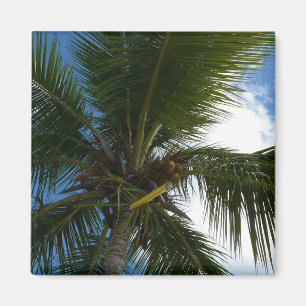 Looking Up to Coconut Palm Tree Tropical Nature Magnet