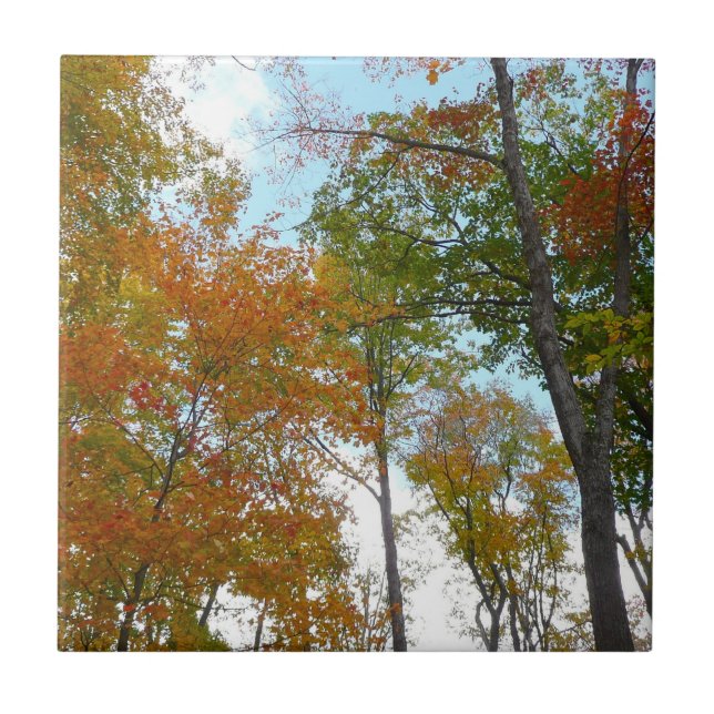 Looking Up to Fall Leaves I Colourful Fall Foliage Ceramic Tile (Front)