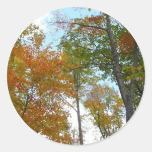 Looking Up to Fall Leaves I Colourful Fall Foliage Classic Round Sticker