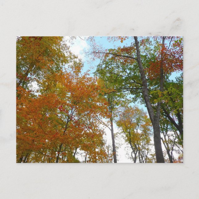 Looking Up to Fall Leaves I Colourful Fall Foliage Postcard (Front)