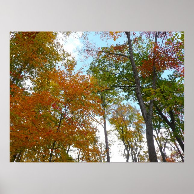 Looking Up to Fall Leaves I Colourful Fall Foliage Poster (Front)