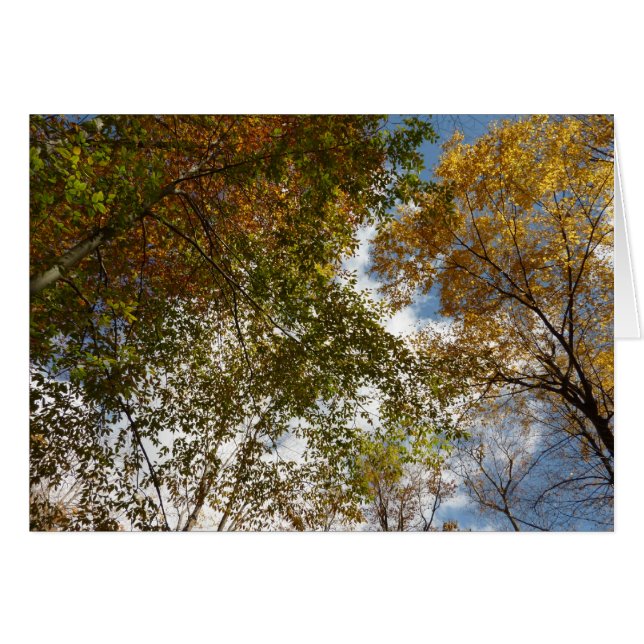 Looking Up to Fall Leaves II Autumn Nature (Front Horizontal)