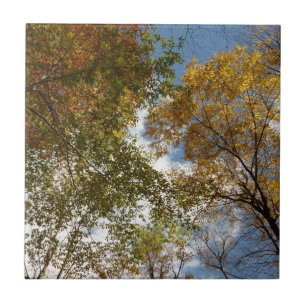 Looking Up to Fall Leaves II Autumn Nature Ceramic Tile