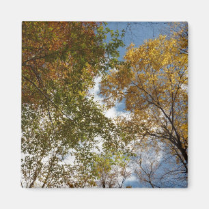 Looking Up to Fall Leaves II Autumn Nature Magnet