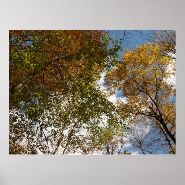 Looking Up to Fall Leaves II Autumn Nature Poster (Front)