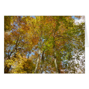 Looking Up to Fall Leaves III Colourful Foliage