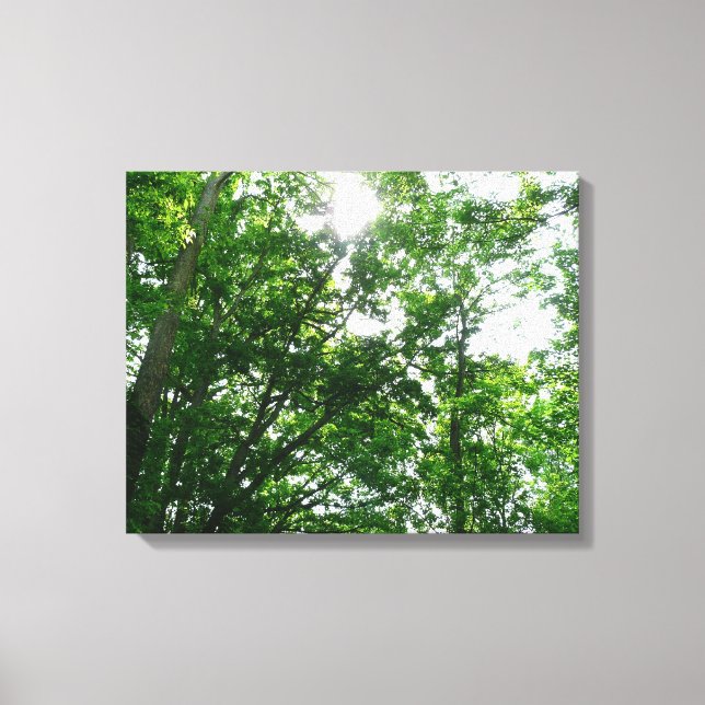 Looking Up to Summer Trees Canvas Print (Front)