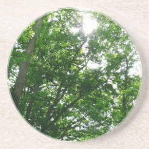 Looking Up to Summer Trees Coaster