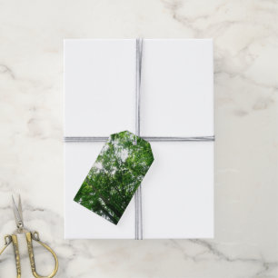 Looking Up to Summer Trees Gift Tags