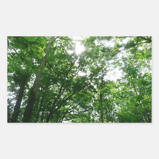 Looking Up to Summer Trees Rectangular Sticker (Front)