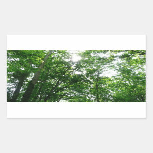 Looking Up to Summer Trees Rectangular Sticker