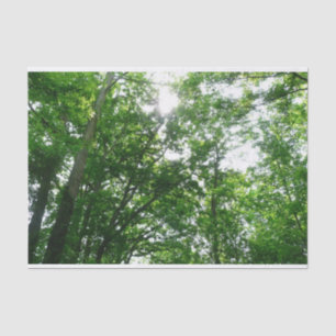 Looking Up to Summer Trees Tissue Paper