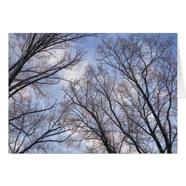 Looking Up to Winter Morning Trees (Front Horizontal)
