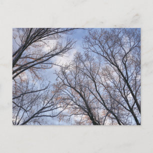 Looking Up to Winter Morning Trees Postcard