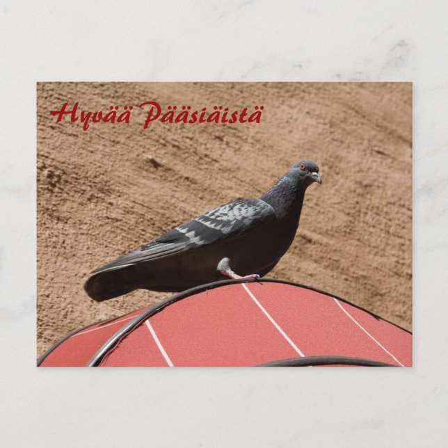 Lookout pigeon Happy Easter postcard (Front)