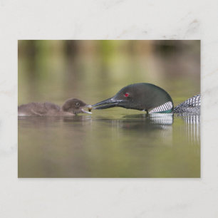 Loon Adult Feeds Chick Postcard