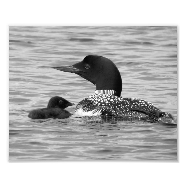 Loon and baby photo print (Front)