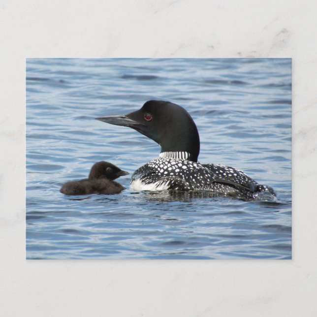 Loon and baby postcard (Front)