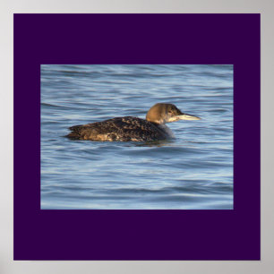 Loon Bird Photo Poster