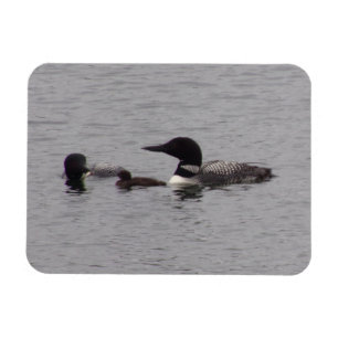 Loon Family Flexible Photo Magnet