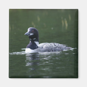 loon magnet