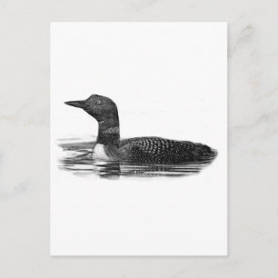 Loon on Lake Postcard