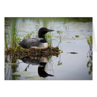 Loon on nest.
