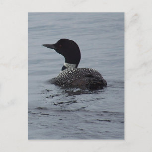 Loon on Pushaw Lake Postcard