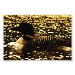 Loon Photo Print