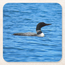 Loon pulpboard coasters
