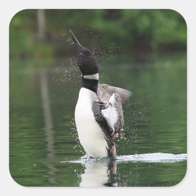 Loon Stickers (Front)