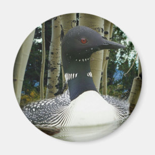 Loon Wilderness Magnet
